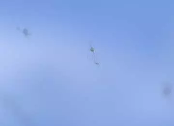 Plutajuće čestice u očima - uzroci, simptomi i liječenje