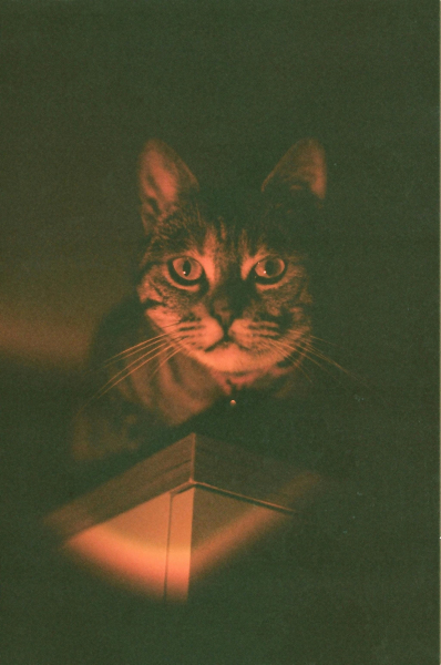 Nocni vid macke bolje vide