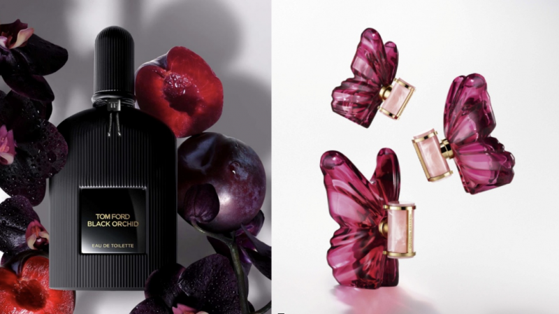 Black orchid fabuspot